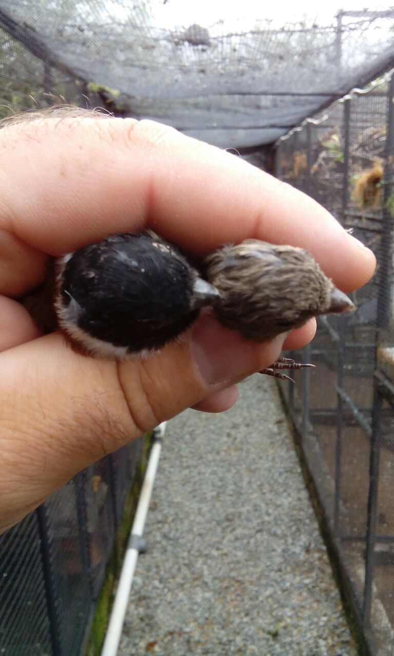 Black headed Canary